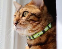 Bengal kitten for adoption in edmonton