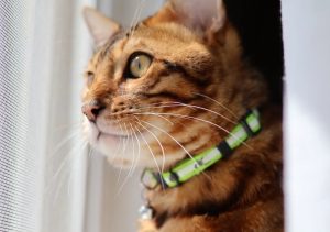 bengal kitten for adoption in edmonton Photo bengal kitten for adoption in edmonton