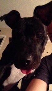 Boxer pitbull mix for adoption in tempe