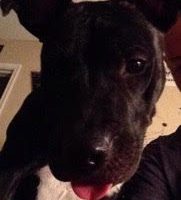 Boxer pitbull mix for adoption in tempe