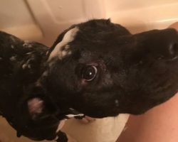 Boxer pitbull mix for adoption in tempe