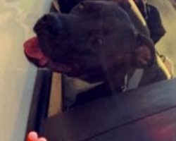 Boxer pitbull mix for adoption in tempe