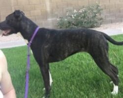 Boxer pitbull mix for adoption in tempe