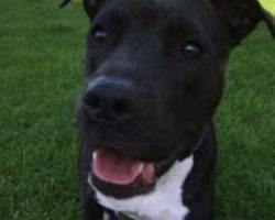 Boxer pitbull mix for adoption in tempe