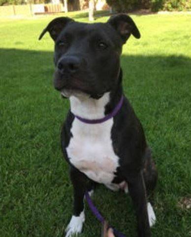 Boxer pitbull mix for adoption in tempe