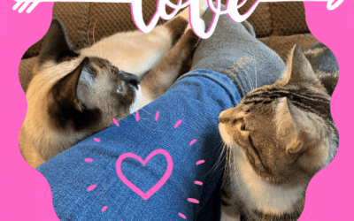 Two Siamese Mix Cats For Adoption in Houston TX – Supplies Included – Adopt Princess and Billie White Shoes