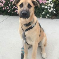 Sheprador Adoption San Diego CA
