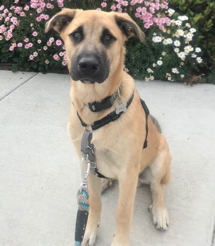 Sheprador Adoption San Diego CA