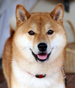 Shiba inu dog photo 1