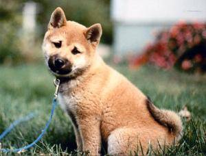 Shiba inu dog breed