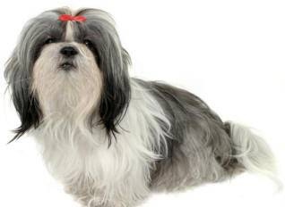 Shih tzu dog breed photo