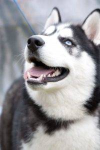 Siberian husky rehoming