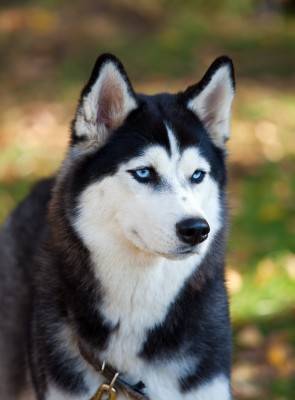 Siberian husky photos