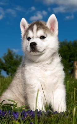 Siberian husky puppy