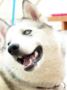 Photo of a siberian husky