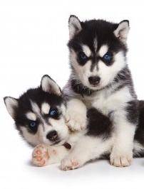 Siberian husky puppies