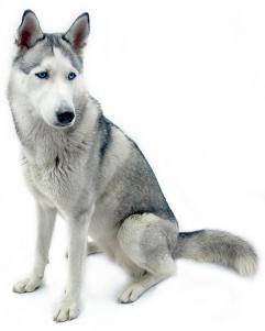 Siberian husky photo