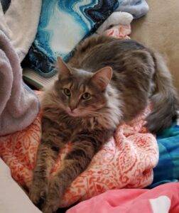Maine coon mix cat for adoption in augusta, ga