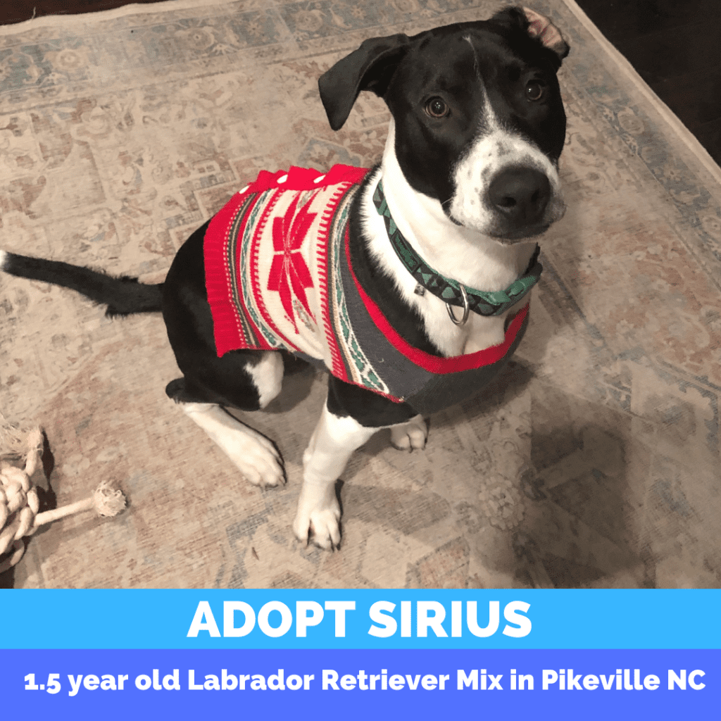 Lab Mix Adoption in Pikeville NC Adopt Sirius