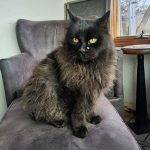 Stunning Long Haired Black Cat For Adoption In Durango Colorado