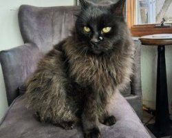 Stunning long haired black cat for adoption in durango colorado