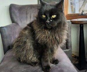 Stunning Long Haired Black Cat For Adoption in Durango Colorado – Supplies Included – Adopt Skittles