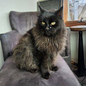 Stunning long haired black cat for adoption in durango colorado – supplies included – adopt skittles