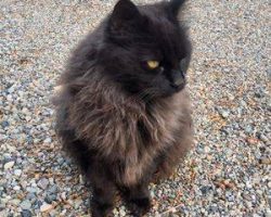 Stunning long haired black cat for adoption in durango colorado