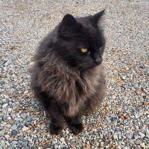 Stunning Long Haired Black Cat For Adoption in Durango Colorado