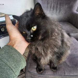 Stunning long haired black cat for adoption in durango colorado