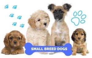Small breed dogs