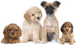 Small Dog Breeds A to Z