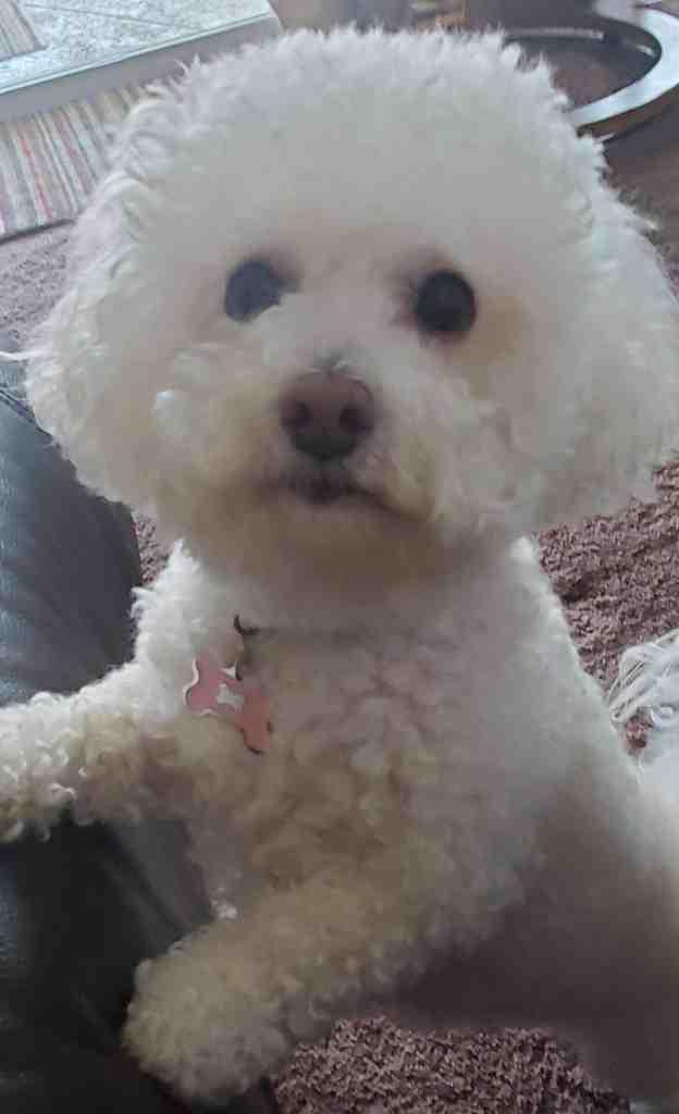 Bichon frize dog for adoption in san francisco california