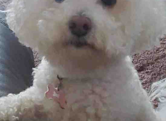 Bichon frize dog for adoption in San Francisco California