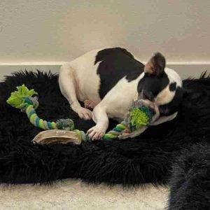 French bulldog frenchie for adoption austin tx adopt sophie