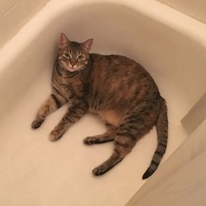 Pretty brown tabby cat for adoption in richmond tx - supplies included - adopt sora