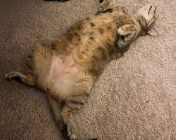Pretty brown tabby cat for adoption in richmond tx - supplies included - adopt sora