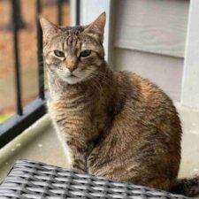 Brown Tabby Cat For Adoption In Houston Texas