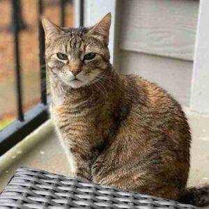 Pretty Brown Tabby Cat For Adoption in Richmond TX - Supplies Included - Adopt Sora