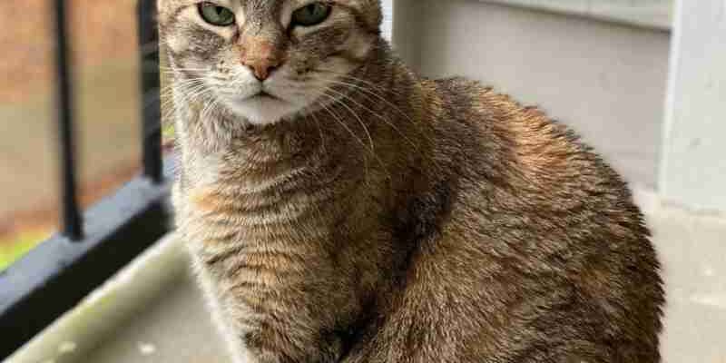 Pretty Brown Tabby Cat For Adoption In Richmond TX – Supplies Included – Adopt Sora