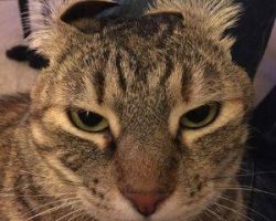 Pretty brown tabby cat for adoption in richmond tx - supplies included - adopt sora