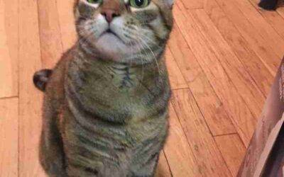Pretty Brown Tabby Cat For Adoption in Richmond TX – Supplies Included – Adopt Sora