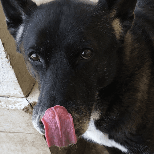 German shepherd labrador retriever mix shepador for private adoption tarzana ca