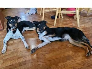 Meet spot, a cute 35 pound border collie rottweiler mix dog for adoption in red deer. Spot laying down on the floor with her identical twin sister, spice. They would love to find a home together.
