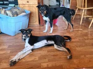 Meet spot, a cute 35 pound border collie rottweiler mix dog for adoption in red deer. Spot is lying on the ground and spice is standing up behind her in this photo.