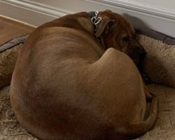 Staffordshire bull terrier adoption louisville ky adopt lucky