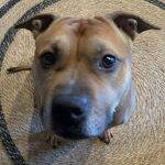 American Staffordshire Terrier Adoptions - Adopt A Staffy Near You