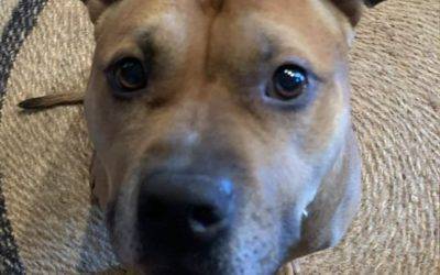 Handsome Staffordshire Bull Terrier For Adoption in Louisville KY – Supplies Included – Adopt Lucky