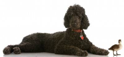 Standard poodle dog breed photo