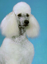 Photo of a white standard poodle